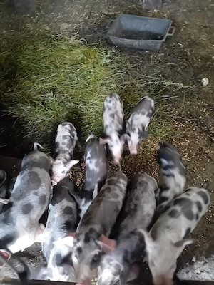 Purcei intarcati, 8 saptamani
