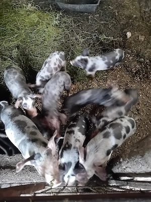 Purcei intarcati, 8 saptamani - imagine 2