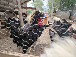 cocosi olandez moțat 