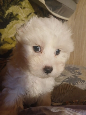 bichon maltez - imagine 3
