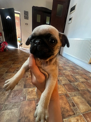 Vand pui pug mops carlino - imagine 2