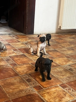 Vand pui pug mops carlino - imagine 3