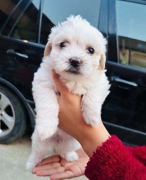 Căței bichon maltez de vanzare.  - imagine 2
