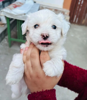 Căței bichon maltez de vanzare.  - imagine 3