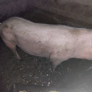 Porc de taiat - imagine 3