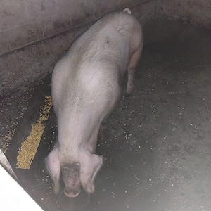 Porc de taiat - imagine 2