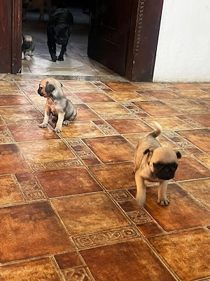 Vand pui pug mops carlino - imagine 5