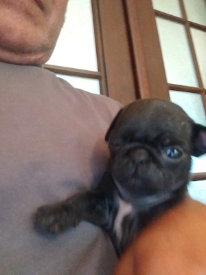 Vand pui pug mops carlino - imagine 4