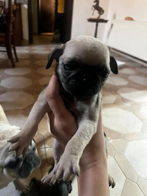 Vand pui pug mops carlino