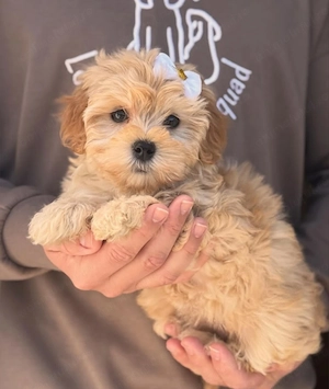 Fetițe maltipoo