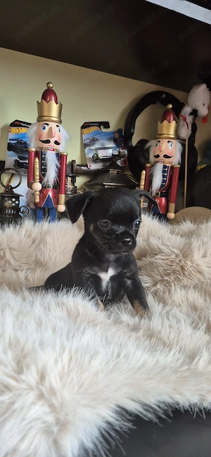 Chihuahua baietel par scurt cu acte