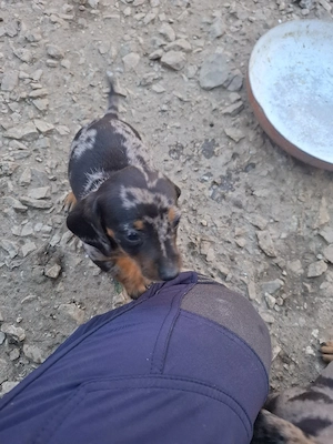 Tekel mini puiuti