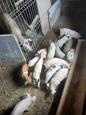 de vânzare 14 bucăți vaccinați mânca orice bobe faina etc preț 1800 lei toți 14 bucăți vând urgent 