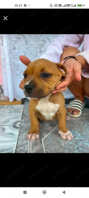 American Bully Puii