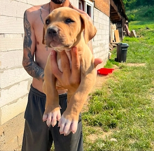 American Bully xl