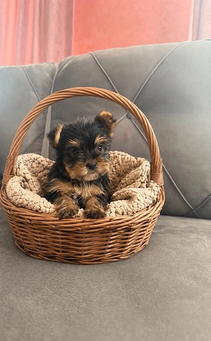 Yorkshire Terrier