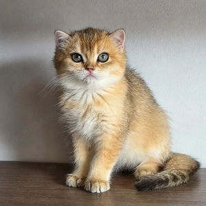 Pui british shorthair