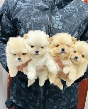 Veniți să vedeți puii noștri de Pomeranian, drăguți, pufoși și sănătoși - imagine 4