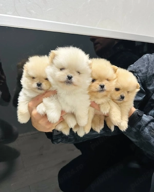 Veniți să vedeți puii noștri de Pomeranian, drăguți, pufoși și sănătoși