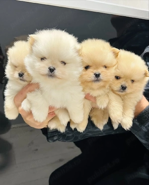 Veniți să vedeți puii noștri de Pomeranian, drăguți, pufoși și sănătoși - imagine 2
