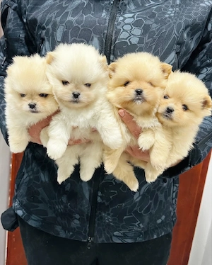 Veniți să vedeți puii noștri de Pomeranian, drăguți, pufoși și sănătoși - imagine 3