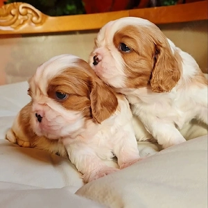 Cine are nevoie de un cățeluș din rasa Cavalier King Charles? - imagine 2