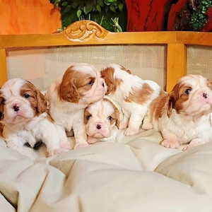 Cine are nevoie de un cățeluș din rasa Cavalier King Charles? - imagine 3