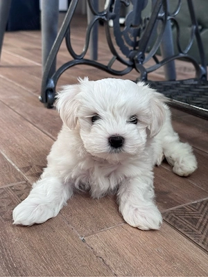 Bichon Maltez 