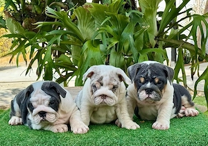 Aruncați o privire la acești pui de bulldog englez incredibil de frumoși și sănătoși - imagine 2