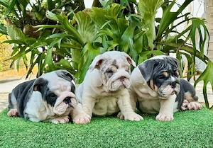 Aruncați o privire la acești pui de bulldog englez incredibil de frumoși și sănătoși - imagine 3