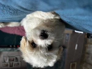   Bichon maltez.  