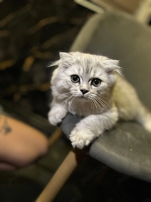 Scottish Fold Longhair - imagine 4