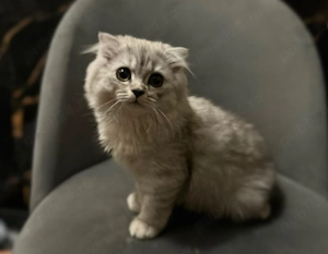 Scottish Fold Longhair