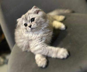 Scottish Fold Longhair - imagine 2