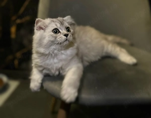 Scottish Fold Longhair - imagine 3