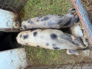 Vand porci de casa