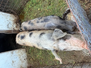 Vand porci de casa - imagine 3