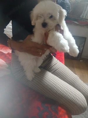 fetita bichon