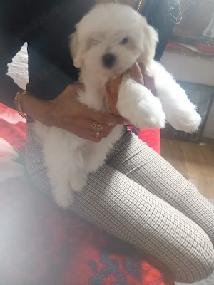 fetita bichon