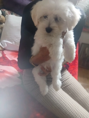 bichon maltez - imagine 2