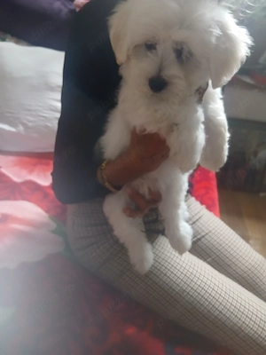 bichon maltez