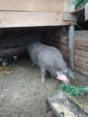 vand scroafa cu purcei