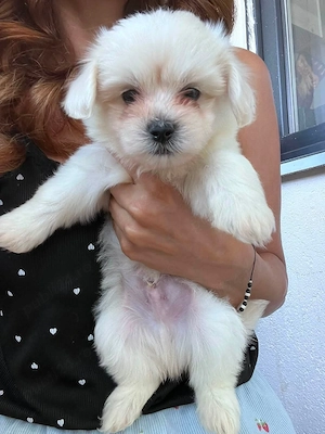 Bichon maltez 