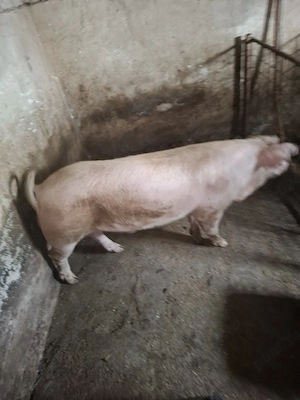 vier de vanzare 