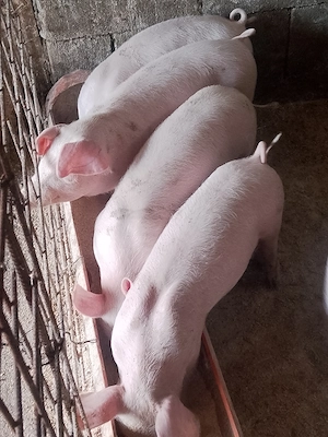 Șoldani landras cu marele alb 