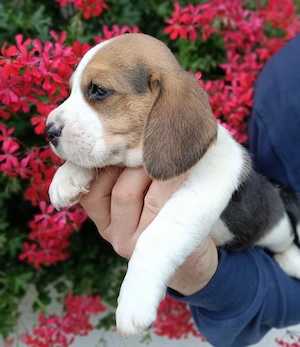 Beagle tricolor - imagine 2