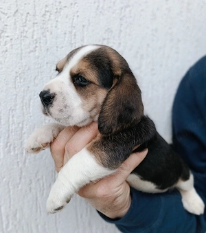 Beagle tricolor masculi și femele - imagine 2