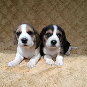Fetițe și băieți beagle