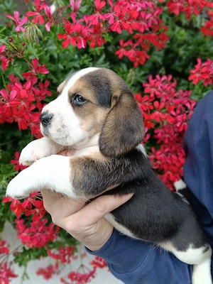 Beagle tricolor masculi și femele - imagine 3