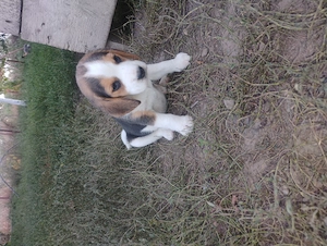 Cățeluși beagle